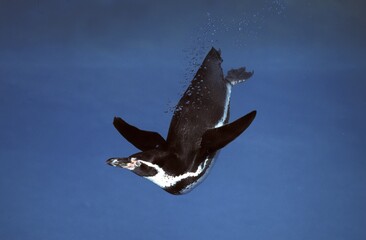 Humboldt Penguin, spheniscus humboldti, Adult standing in Water