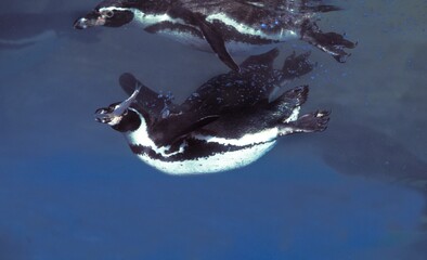 Humboldt Penguin, spheniscus humboldti, Adults standing in Water