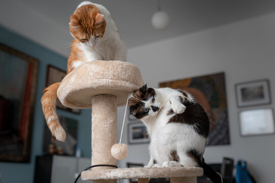 Dos gatos domesticos juegan en una torre rascador