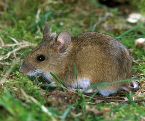 Long Tailed Field Mouse, apodemus sylvaticus, Adult standing on Grass