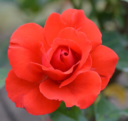 Rose rouge