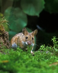 Yellow Necked Mouse, apodemus flavicollis, Adult standing on Moss