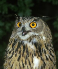 European Eagle Owl, bubo bubo, Portrait of Adult