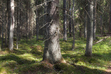 Pine forest summer day magical view, orton effect