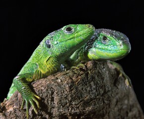 Green Lizard, lacerta viridis, Adults standing on Stump
