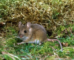 Long Tailed Field Mouse, apodemus sylvaticus, Adult standing on Moss
