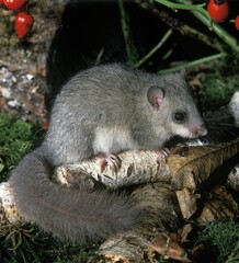 Edible Dormouse, glis glis, Adult