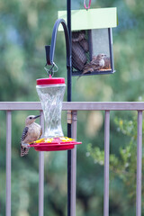 Gila Woodpecker Female