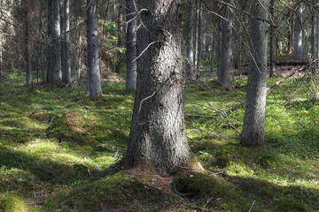Pine forest summer day magical view, orton effect