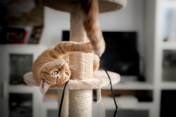 Gato atigrado de color marron y ojos verdes acostado en una torre rascador, intenta atrapar la cola...