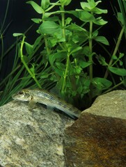 Gudgeon, gobio gobio, France