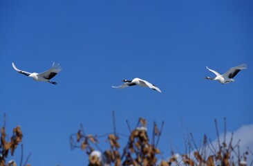 Japanese Crane, grus japonensis, Adults in Flight, Hokkaido Island in Japan