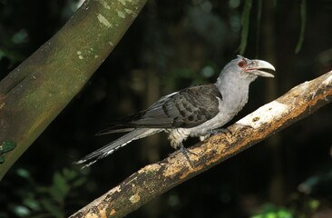 Channel-Billed Cuckoo, scythrops novaehollandiae, Adult standing on Branch