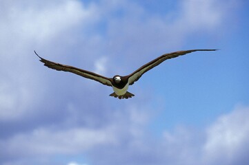 Brown Booby, sula leucogaster, Adult in Flight, Australia