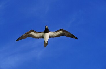 Brown Booby, sula leucogaster, Adult in Flight, Australia