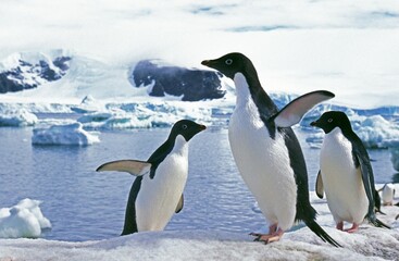 Fototapeta na wymiar Adelie Penguin, pygoscelis adeliae, Group on Ice Field, Paulet Island in Antarctica
