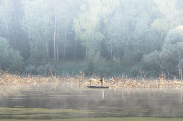 Fototapeta premium Cold frosty dawn in the swamp, the first rays of the sun. Skeletons of dead trees.