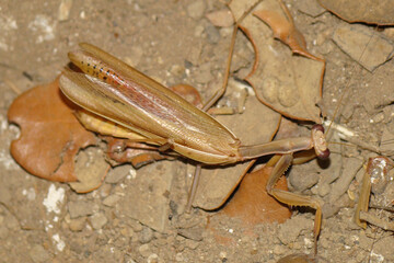 Mediterranean Mantis (Iris oratoria)