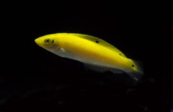 Yellow Wrasse or Canary Wrasse, halichoeres chrysus, Fish against Black Background