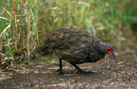 Swainson's Francolin, francolinus swainsonii, Male, Kenya