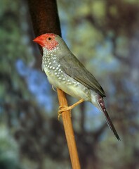 Star Finch, neochmia ruficauda, Adult