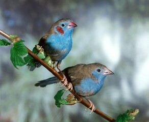 Red-Cheeked Cordon Bleu, uraeginthus bengalus, Pair standing on Branch