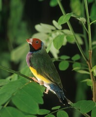White Breasted Gouldian Finch, chloebia gouldiae, Adult standing on Branch
