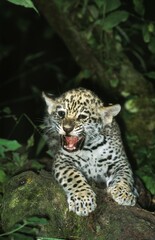 Fototapeta na wymiar Jaguar, panthera onca, Cub snarling