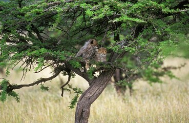 Cheetah, acinonyx jubatus, Cub playing in Tree, Masai Mara Park in Kenya © slowmotiongli