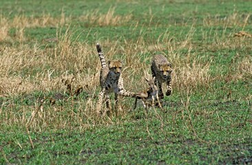 Naklejka na ściany i meble Cheetah, acinonyx jubatus, Adults hunting a Thomson's Gazelle, Masai Mara Park in Kenya