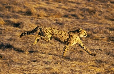 Cheetah, acinonyx jubatus, Adult hunting, Masai Mara Park in Kenya