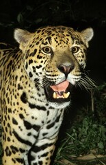 Jaguar, panthera onca, Adult with open Mouth