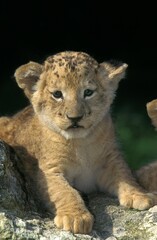 Fototapeta na wymiar African Lion, panthera leo, Cub