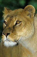 African Lion, panthera leo, Portrait of Female