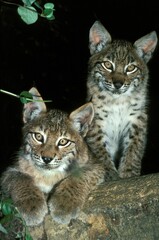 European Lynx, felis lynx, Cub standing on Branch
