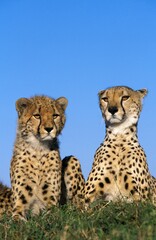 Cheetah, acinonyx jubatus, Adults, Masai Mara Park in Kenya