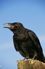 Common Raven, corvus corax, Adult calling, Cawing