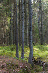 Pine forest summer day magical view, orton effect
