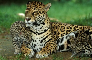 Jaguar, panthera onca, Female with Cub Slucking