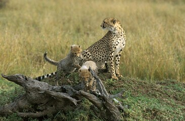 Cheetah, acinonyx jubatus, Female with Cub standing on Termite Hill, Masai Mara Park in Kenya