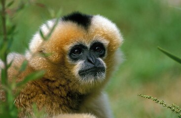 Concolor Gibbon or White Cheeked Gibbon, hylobates concolor, Portrait of Adult