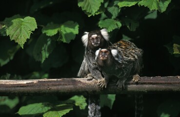 Common Marmoset, callithrix jacchus, Adults standing on Branch