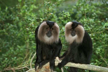 Lion Tailed Macaque, macaca silenus, Adults sitting on Branch
