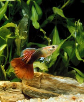 Guppy, poecilia reticulata, Male