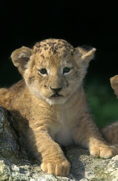 African Lion, panthera leo, Cub