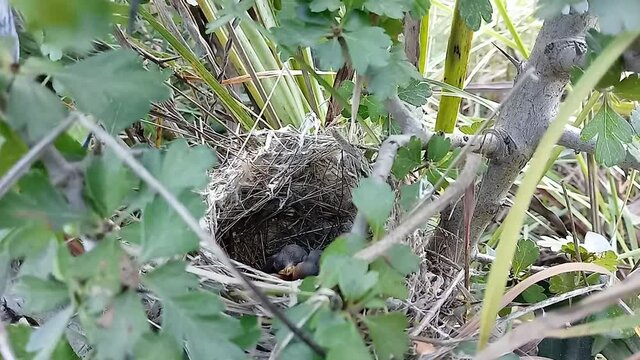 Small bird's nest waiting to eat