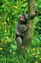 COMMON MARMOSET callithrix jacchus