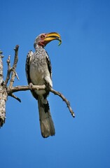 Yellow Billed Hornbill, tockus flavirostris, Adult standing on Branch, Caterpillar in its Beak, Kenya