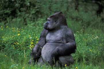 Naklejka premium Gorilla, gorilla gorilla, Silverback Adult Male sitting on Grass