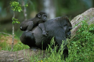 Gorilla, gorilla gorilla, Female with Baby